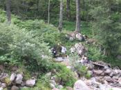 lince e il semaforico.jpg